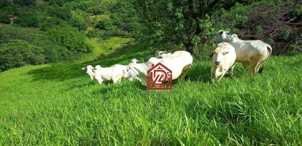 Fazenda / Sítio / Chácara com 5 Quartos à venda, 340m² no Sana, Macaé
