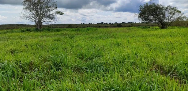 Fazenda / Sítio / Chácara com 4 Quartos à venda, 3260000m² no sítio 304, 