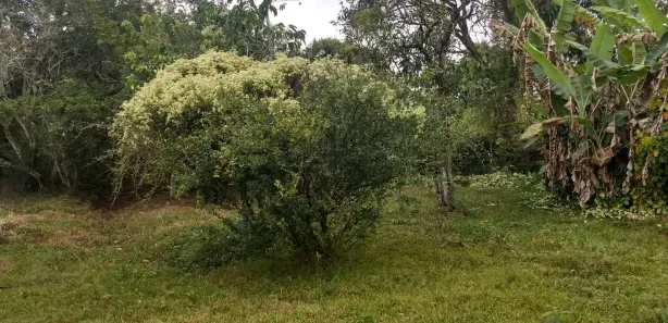 Fazenda / Sítio / Chácara com 1 Quarto à venda, 2500m² no Vila Velha, Caçapava