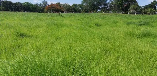 Fazenda / Sítio / Chácara com 3 Quartos à venda, 110m² no Gurupi, Gurupi