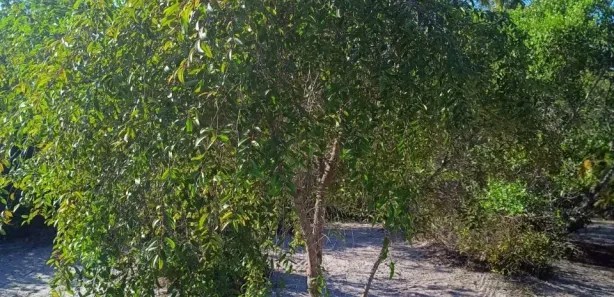 Terreno / Lote / Condomínio à venda, 900m² no Busca Vida (Abrantes), Camaçari