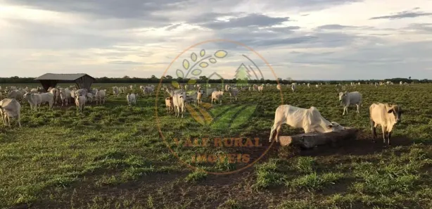 Fazenda / Sítio / Chácara com 3 Quartos à venda, 800m² no Bela Vista, Paraíso do Tocantins