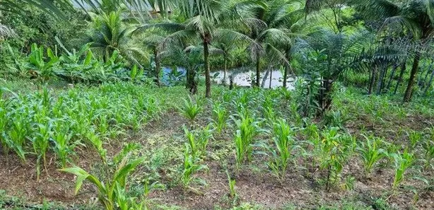 Terreno / Lote / Condomínio à venda, 12000m² no Coqueiros de Monte Gordo (Monte Gordo), Camaçari