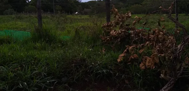 Fazenda / Sítio / Chácara à venda, 49000m² no Área Rural de Valparaíso de Goiás, Valparaíso de Goiás