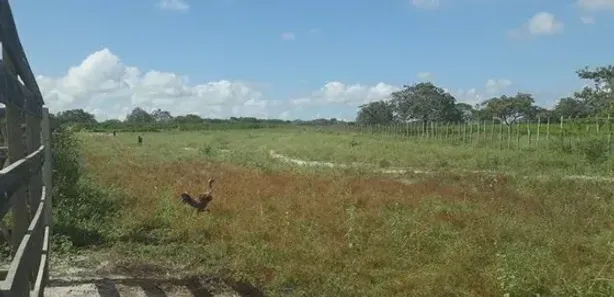 Fazenda / Sítio / Chácara com 3 Quartos à venda, 960000m² no , Vera Cruz