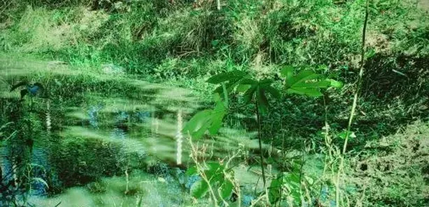 Fazenda / Sítio / Chácara com 1 Quarto à venda, 6000m² no Pitangas, Tanguá