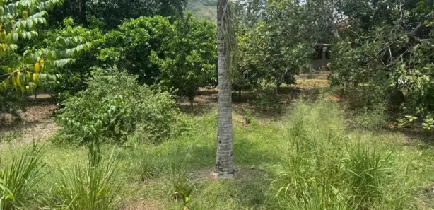 Fazenda / Sítio / Chácara com 4 Quartos à venda, 10000m² no Papucaia, Cachoeiras de Macacu