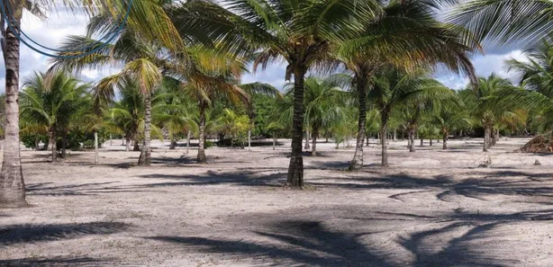 Terreno / Lote / Condomínio à venda, 28648m² no Canavieiras, Canavieiras