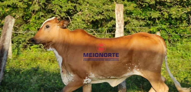 Fazenda / Sítio / Chácara com 5 Quartos à venda, 7550000m² no , Turiaçu