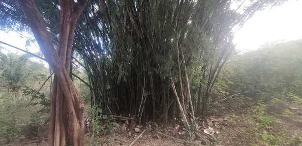 Fazenda / Sítio / Chácara com 4 Quartos à venda, 20000m² no , Brasília