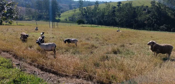 Fazenda / Sítio / Chácara com 2 Quartos à venda, 210m² no , Pilar do Sul