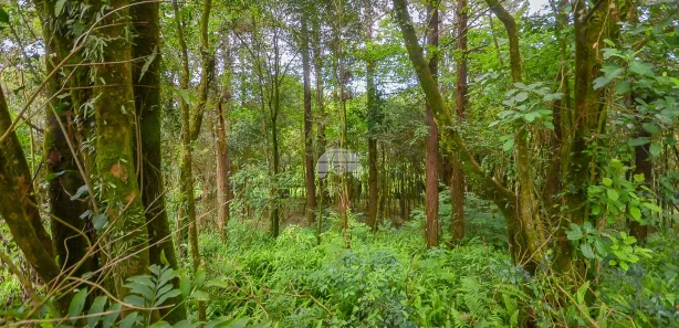 Terreno / Lote / Condomínio à venda, 4545m² no Colonia Santa Gabriela, Almirante Tamandaré