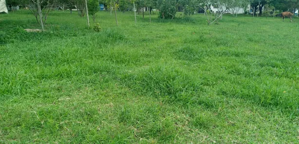 Fazenda / Sítio / Chácara com 6 Quartos à venda, 20000m² no Núcleo Rural Lago Oeste, Brasília