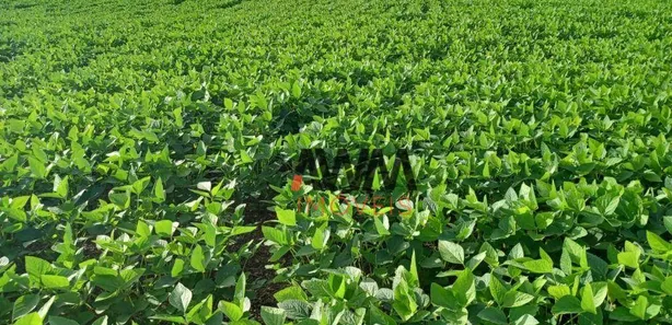 Fazenda / Sítio / Chácara à venda, 21538000m² no , Pedro Afonso