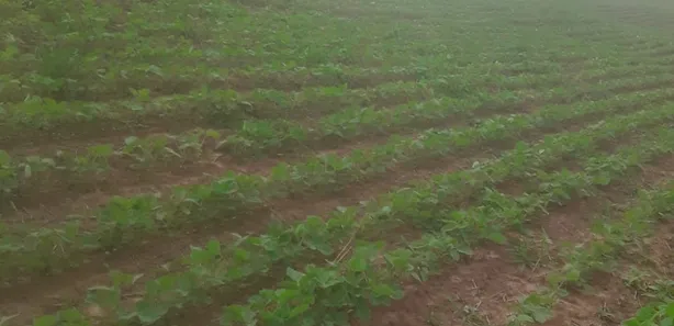 Fazenda / Sítio / Chácara com 2 Quartos à venda, 90m² no , Pilar do Sul