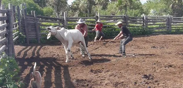 Fazenda / Sítio / Chácara com 3 Quartos à venda, 56690000m² no , Porto Murtinho