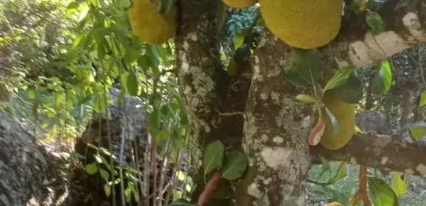Fazenda / Sítio / Chácara com 1 Quarto à venda, 6800m² no , Piedade