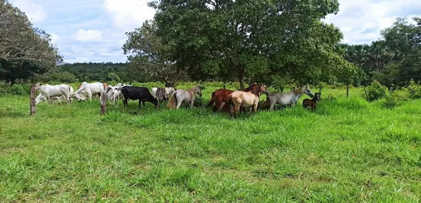 Fazenda / Sítio / Chácara com 3 Quartos à venda, 310000000m² no , Paraíso do Tocantins