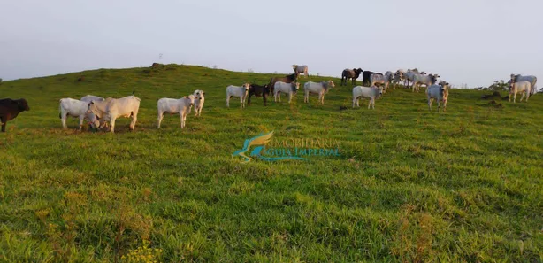 Fazenda / Sítio / Chácara à venda, 242000m² no , Guaraniaçu