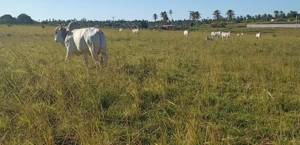 Fazenda / Sítio / Chácara com 3 Quartos à venda, 170000m² no , Vera Cruz