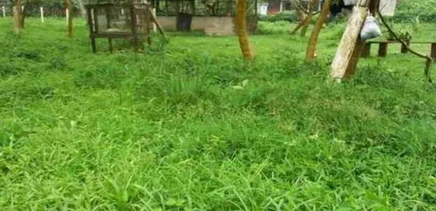 Fazenda / Sítio / Chácara com 2 Quartos à venda, 6000m² no , Mongaguá