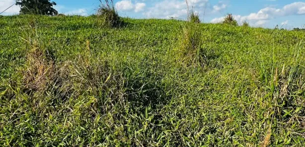 Fazenda / Sítio / Chácara com 3 Quartos à venda, 1000m² no , Igaratá