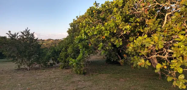Fazenda / Sítio / Chácara à venda, 23500m² no Alpes Suiços, Gravatá