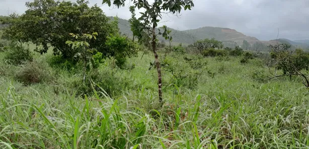 Fazenda / Sítio / Chácara com 2 Quartos à venda, 280000m² no , Padre Bernardo