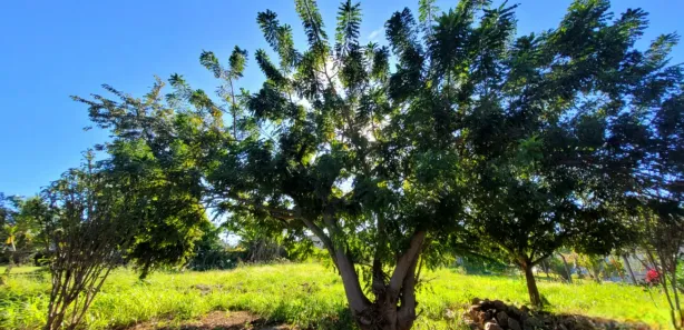 Fazenda / Sítio / Chácara à venda, 1500m² no , Nerópolis