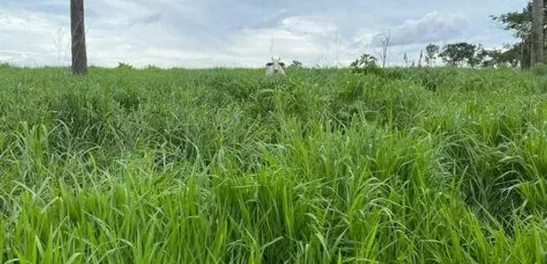Fazenda / Sítio / Chácara à venda, 1064800m² no Plano Diretor Sul, Palmas
