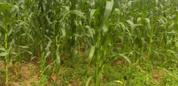 Fazenda / Sítio / Chácara à venda, 40000000m² no , São Braz do Piauí
