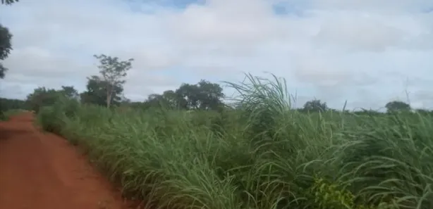 Fazenda / Sítio / Chácara à venda, 50m² no , Pium
