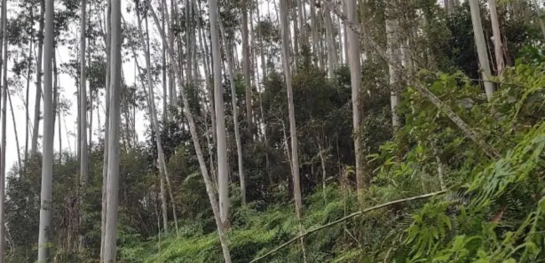 Terreno / Lote / Condomínio à venda, 65228m² no São João Batista, São João Batista