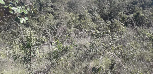 Fazenda / Sítio / Chácara à venda, 20000m² no Jardim Roriz, Brasília