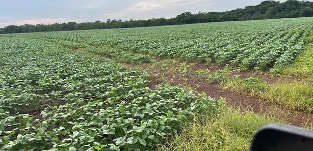 Fazenda / Sítio / Chácara com 7 Quartos à venda, 503m² no , Santa Maria do Tocantins