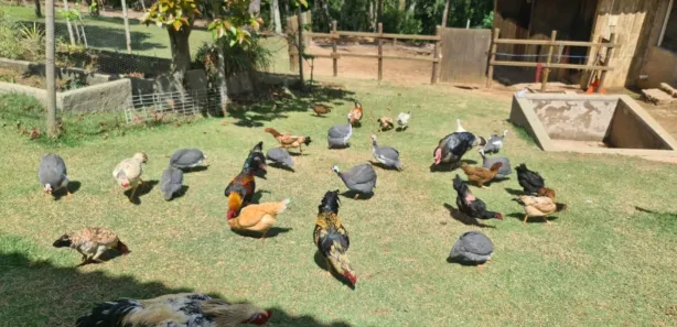 Fazenda / Sítio / Chácara com 6 Quartos à venda, 14000m² no Condomínio Porta do Sol, Mairinque