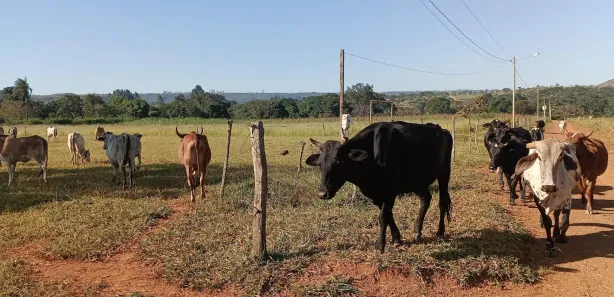 Fazenda / Sítio / Chácara à venda, 20000m² no Jardim Lago Azul, Novo Gama