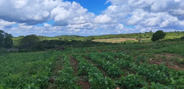Fazenda / Sítio / Chácara com 3 Quartos à venda, 110000m² no Cobe de Cima, Vera Cruz