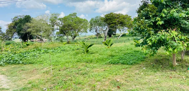 Fazenda / Sítio / Chácara com 5 Quartos à venda, 20m² no Centro, Conceição da Feira