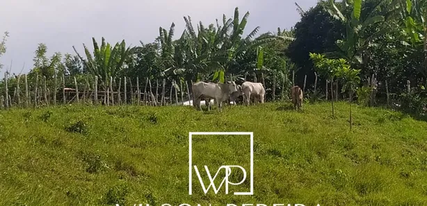 Fazenda / Sítio / Chácara à venda, 25000m² no , Bananeiras