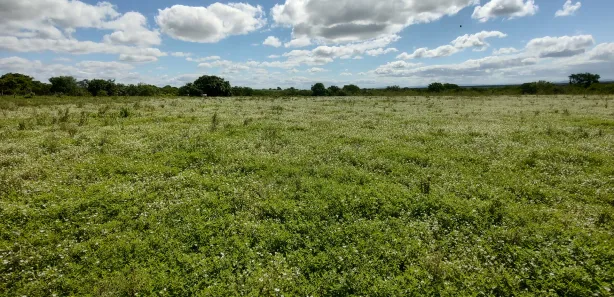 Fazenda / Sítio / Chácara à venda, 105875m² no Alto do Cruzeiro, Arapiraca