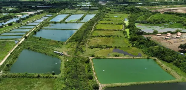 Fazenda / Sítio / Chácara com 2 Quartos à venda, 326000m² no , Pilar