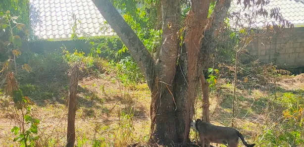 Terreno / Lote / Condomínio à venda, 360m² no Antônio dos Santos, Caeté