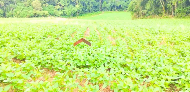 Fazenda / Sítio / Chácara com 1 Quarto à venda, 23600m² no Passaúna, Araucária