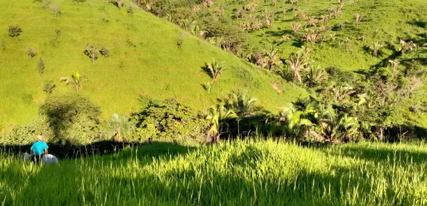 Fazenda / Sítio / Chácara com 3 Quartos à venda, 2565000m² no , Padre Bernardo