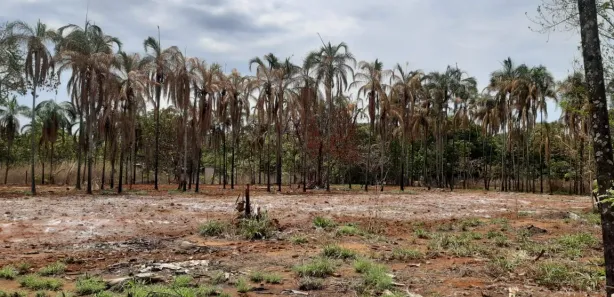 Fazenda / Sítio / Chácara com 2 Quartos à venda, 20000m² no Vale  Das  Macieiras, Padre Bernardo