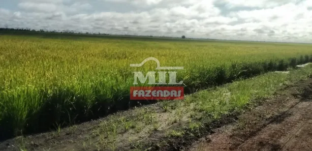 Fazenda / Sítio / Chácara com 3 Quartos à venda, 500m² no , Lagoa da Confusão