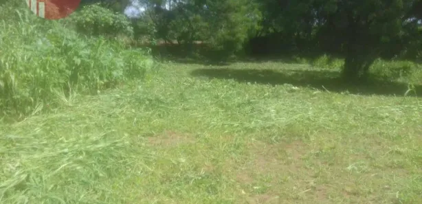 Terreno / Lote / Condomínio para venda ou aluguel, 6000m² no Campos Elíseos, Ribeirão Preto