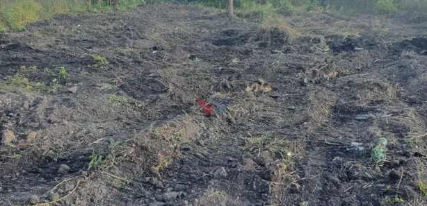 Fazenda / Sítio / Chácara com 1 Quarto à venda, 7900m² no Santa Terezinha, Fazenda Rio Grande