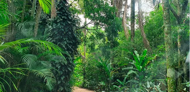 Fazenda / Sítio / Chácara com 6 Quartos à venda, 10000m² no , Jarinu